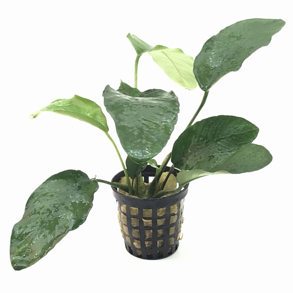 Anubias Short F roślina do akwarium na korzeń koszyk XXL